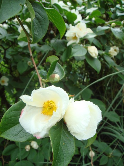 Stewartia pseudocamellia fleur